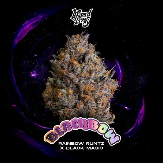 Wizard Trees - Black Bow