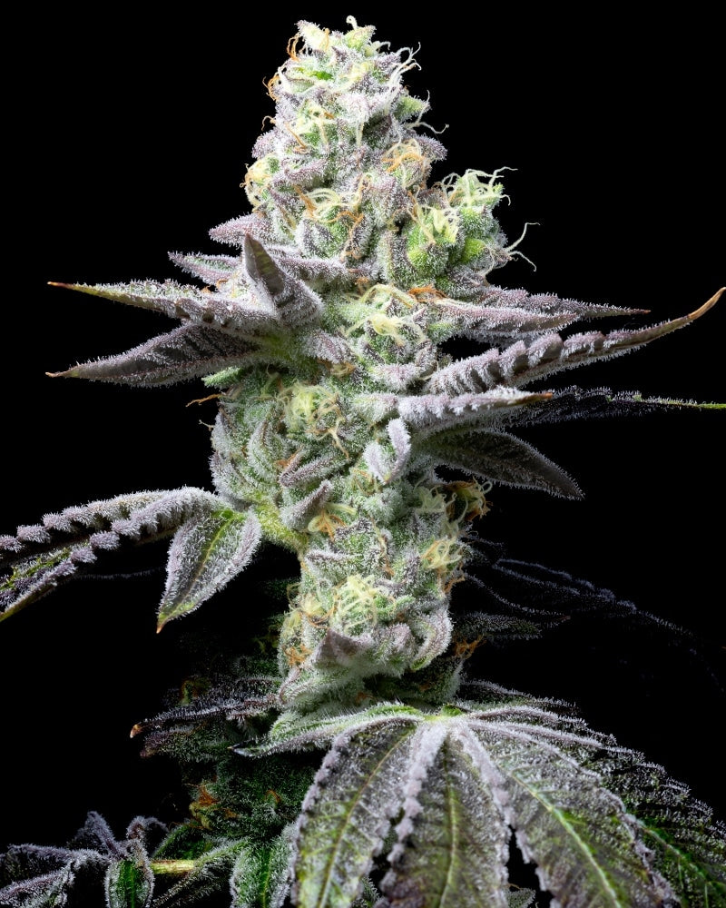 Cookies Seeds - Wet Wet (3er Pack)