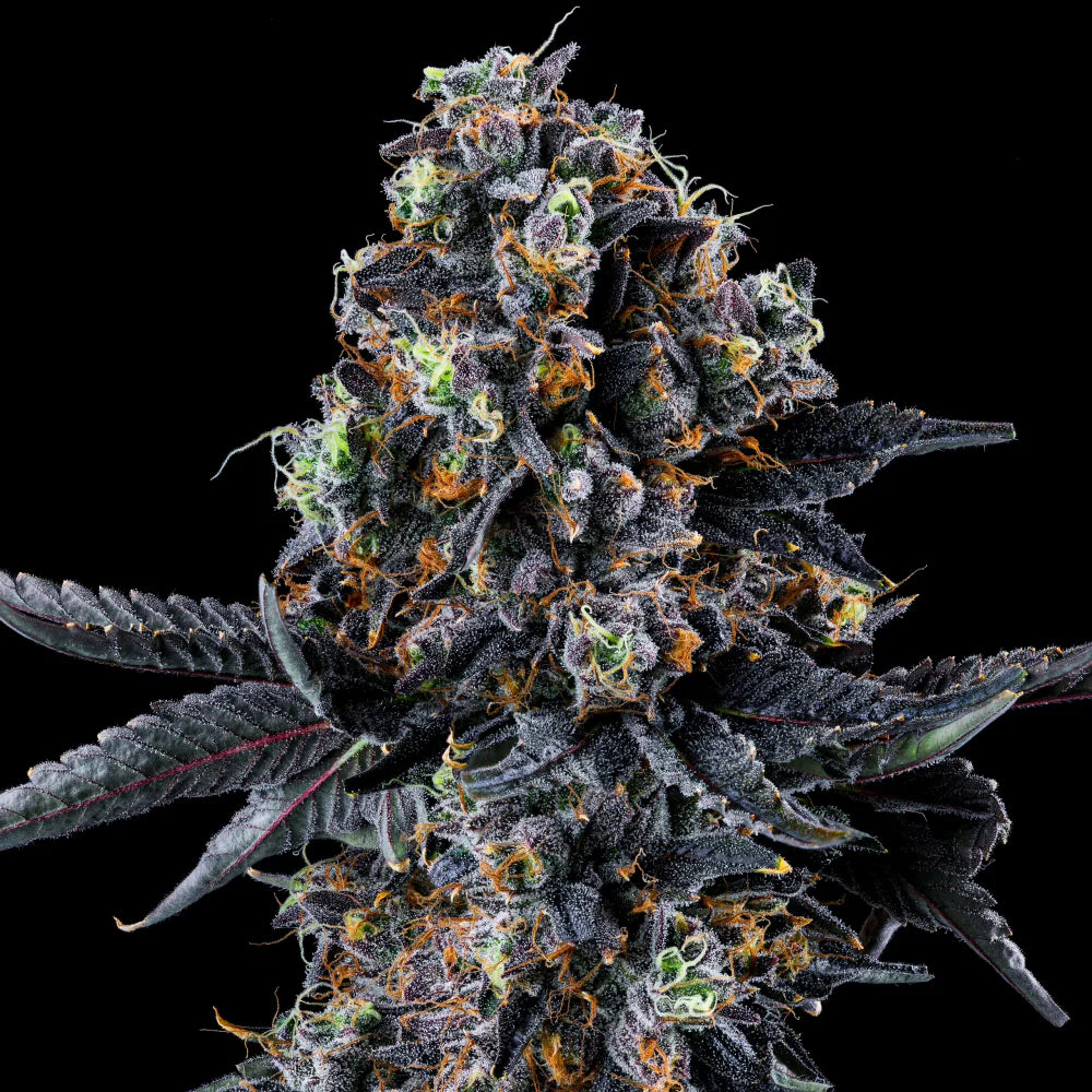 Wizard Trees Seeds - Feminisiert