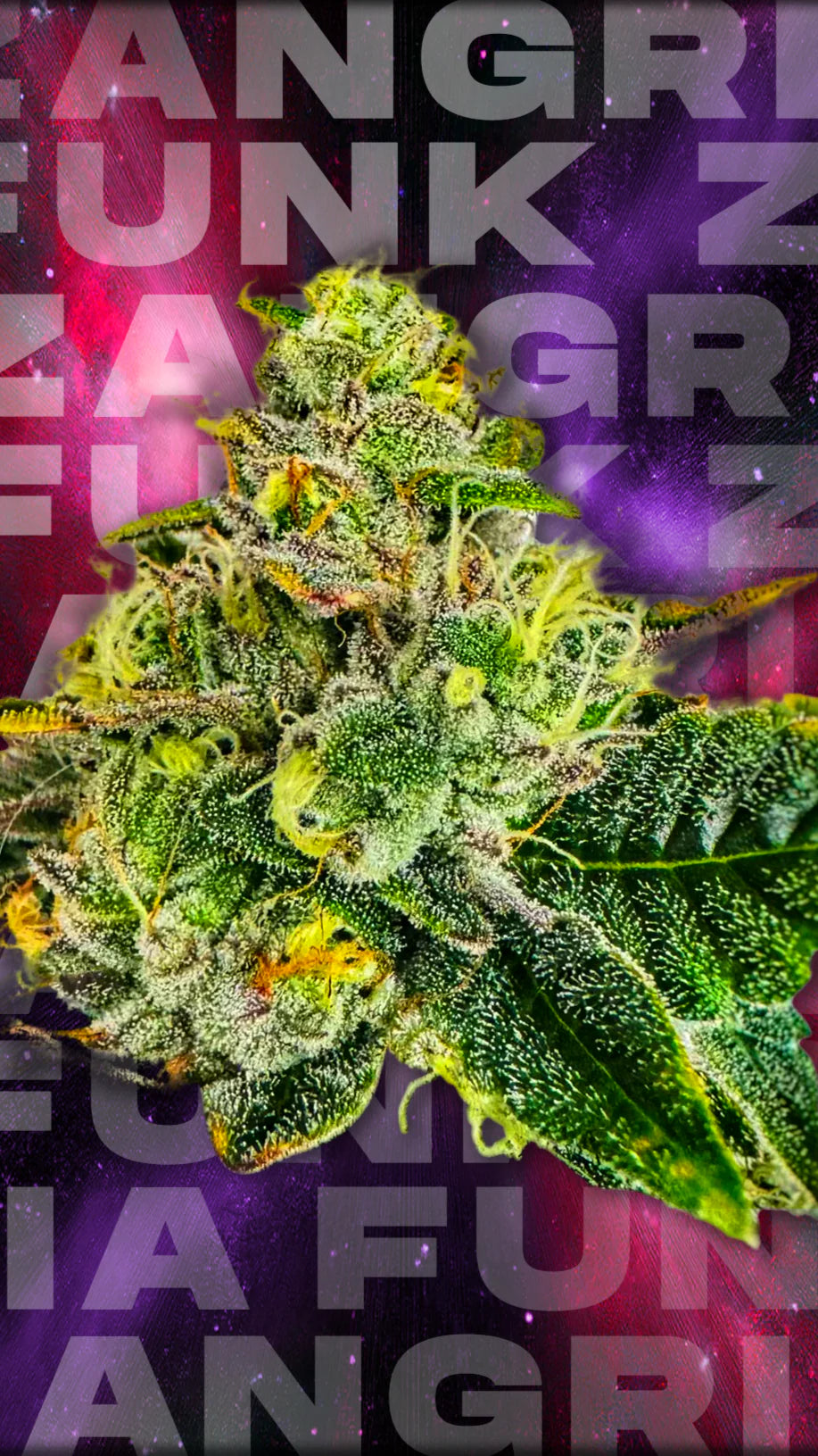 Wizard Trees Seeds - Feminisiert