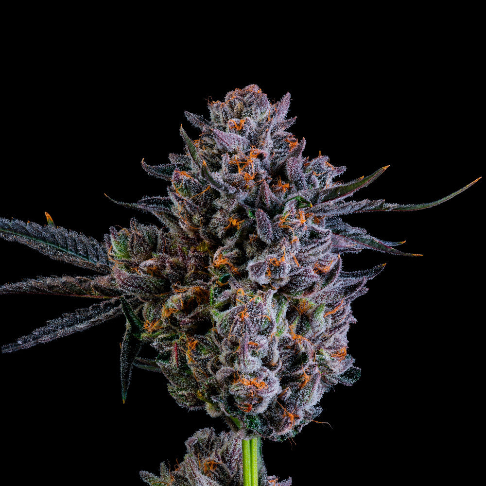 Wizard Trees Seeds - Feminisiert