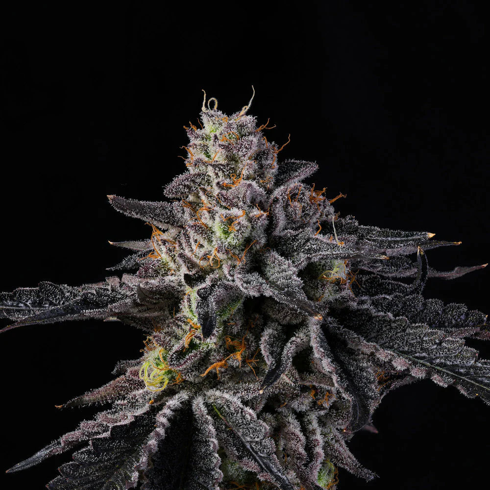 Wizard Trees Seeds - Feminisiert