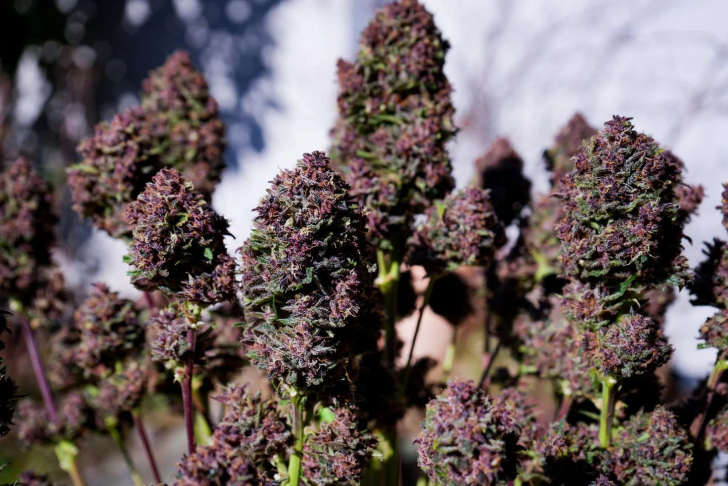 FAST BUDS - PURPLE HAZE AUTO - 5 SEEDS