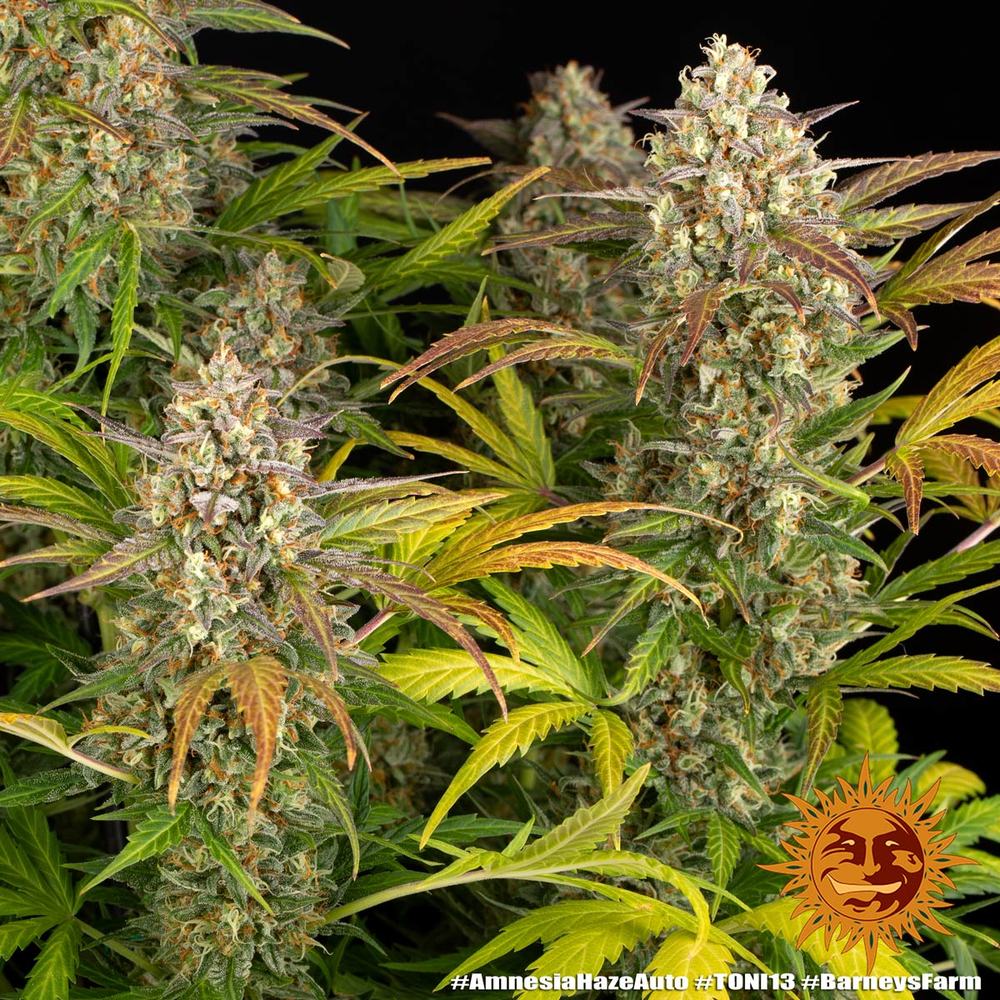 BARNEY'S FARM - AMNESIA HAZE AUTO - 3 SEEDS