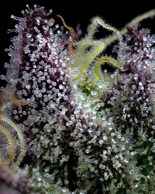 Barneys Farm - Apple Fritter 3er Pack (Fem.)