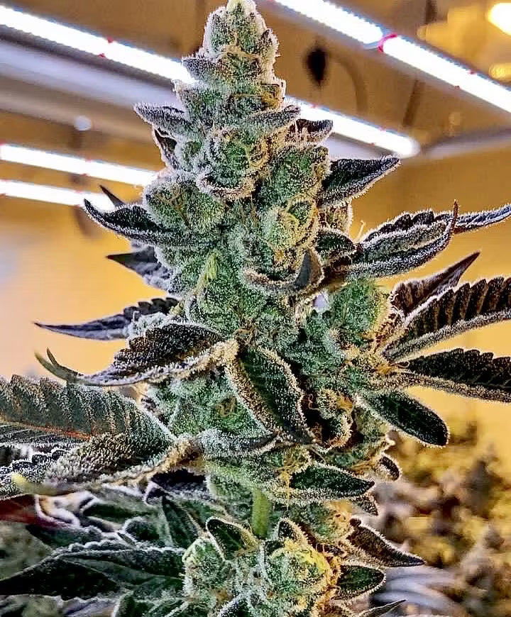 Relentless Genetics - Banana Fire Breath Regular Seeds