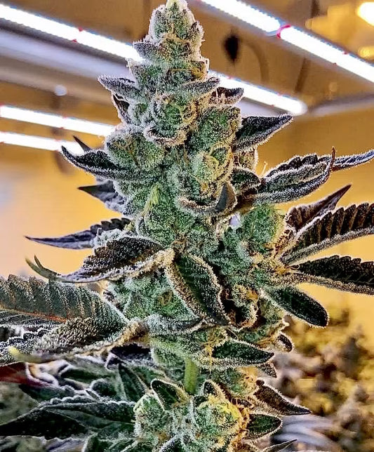 Relentless Genetics - Banana Fire Breath Regular Seeds