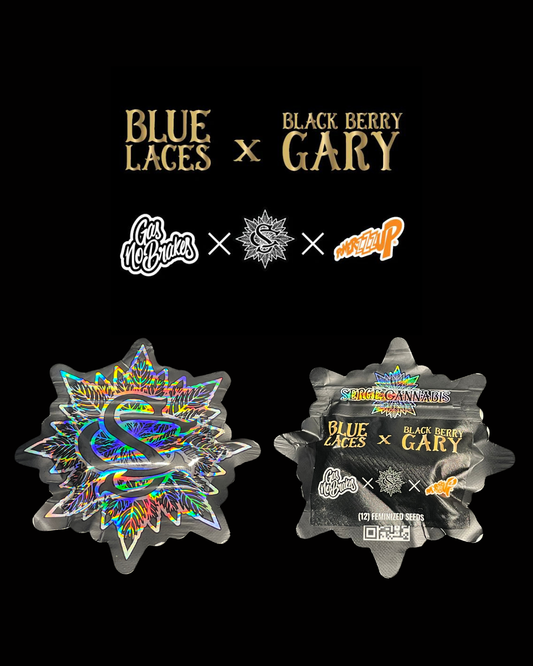 Blue Laces x Black Berry Gary - 12er Pack Fem.