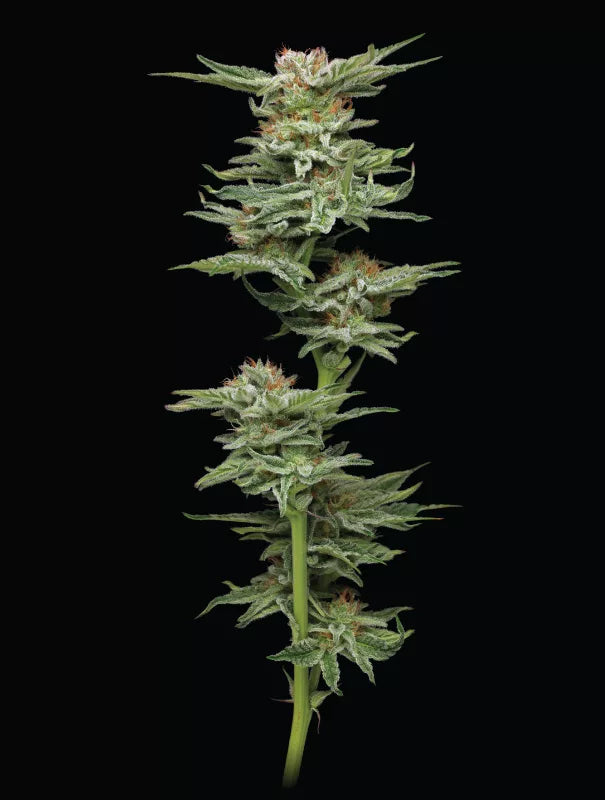 Humboldt Seed Company - Blueberry Muffin 3er Pack