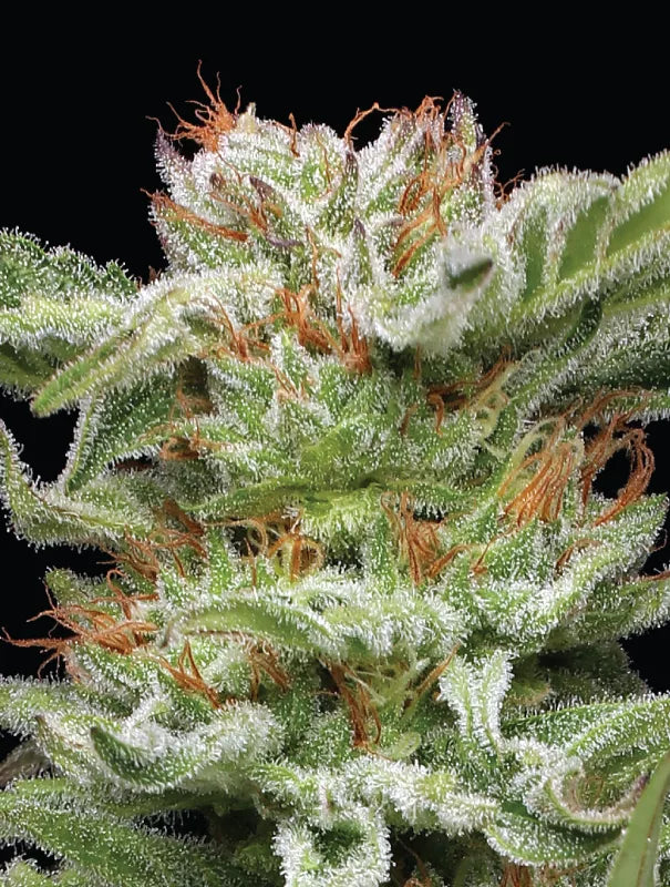 Humboldt Seed Company - Blueberry Muffin 3er Pack