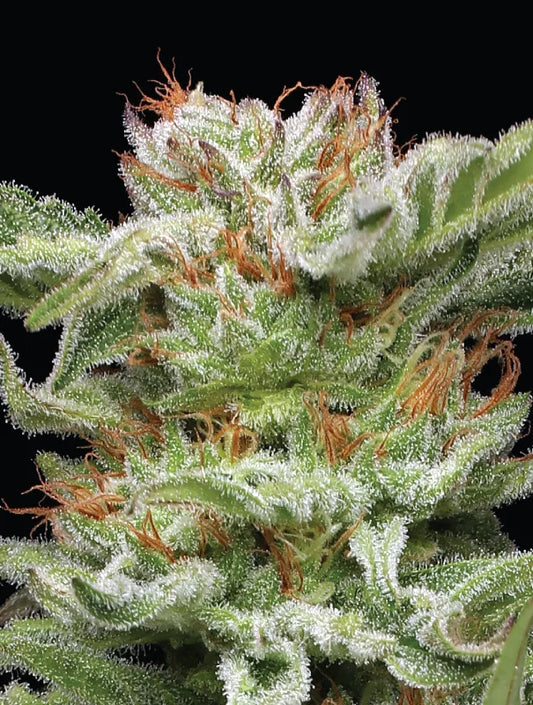 Humboldt Seed Company - Blueberry Muffin 3er Pack