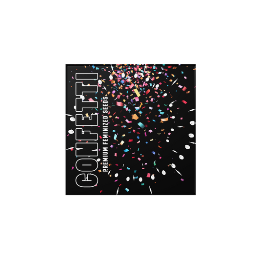 Doja Exclusive - CONFETTI Fem.