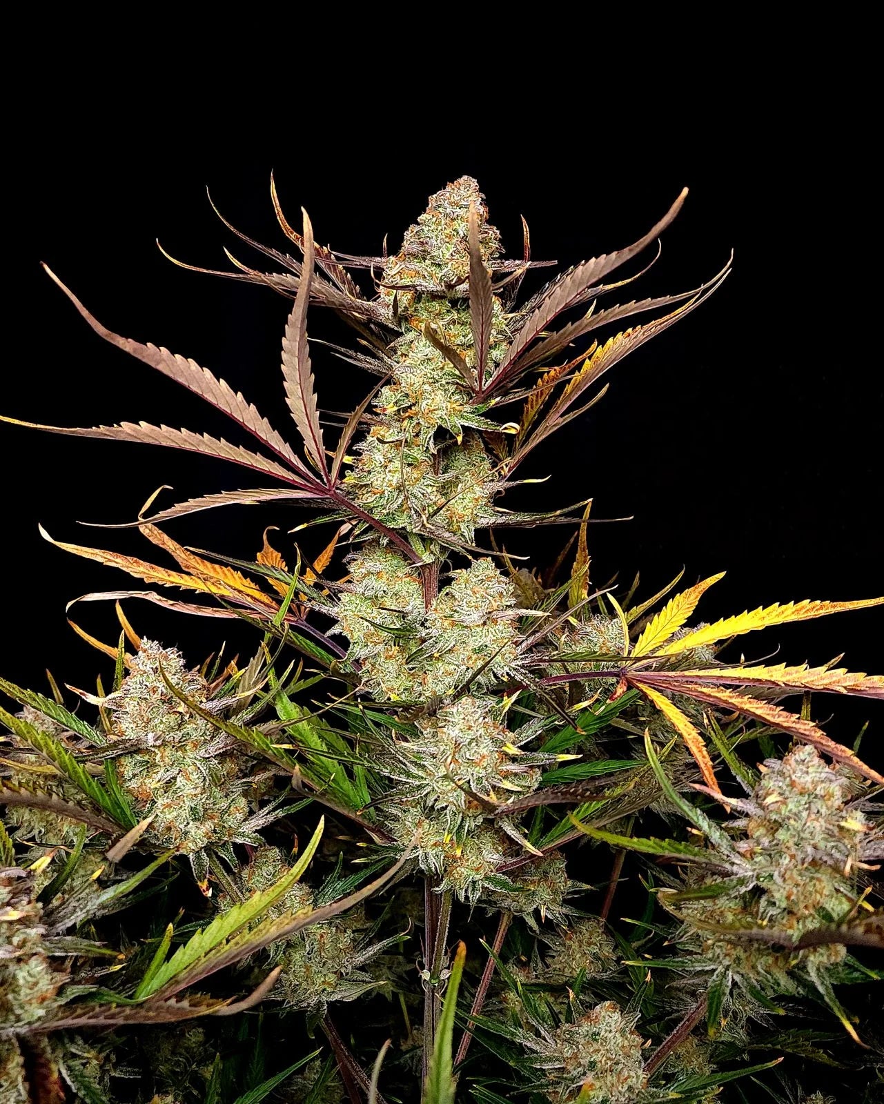 FAST BUDS - APPLE STRUDEL AUTO