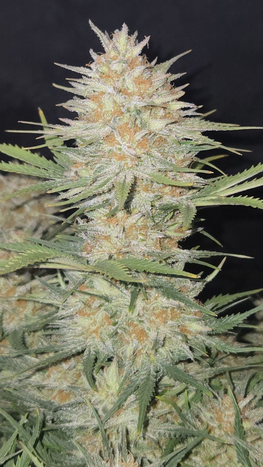 FAST BUDS - Z-UP AUTO