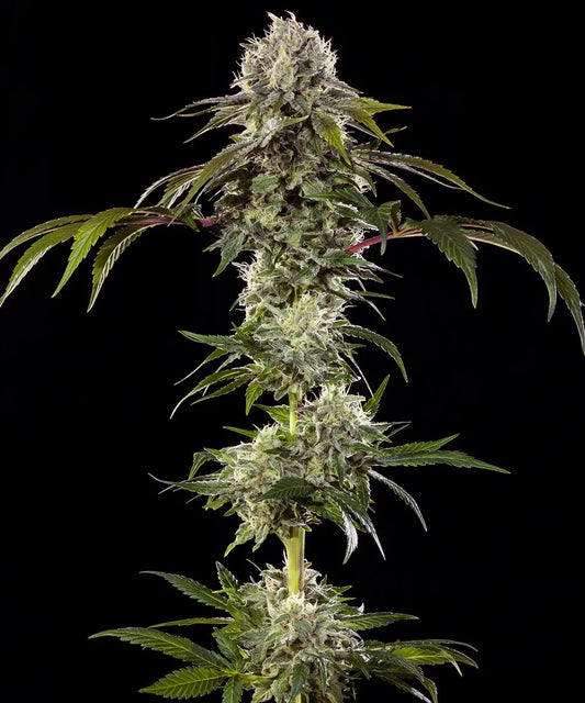 Barney's Farm - Durban Poison - Precision F1 Hybrid (3er Pack)