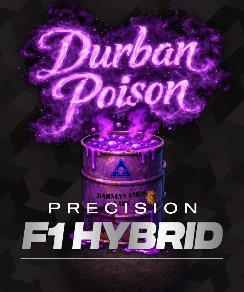 Barney's Farm - Durban Poison - Precision F1 Hybrid (3er Pack)
