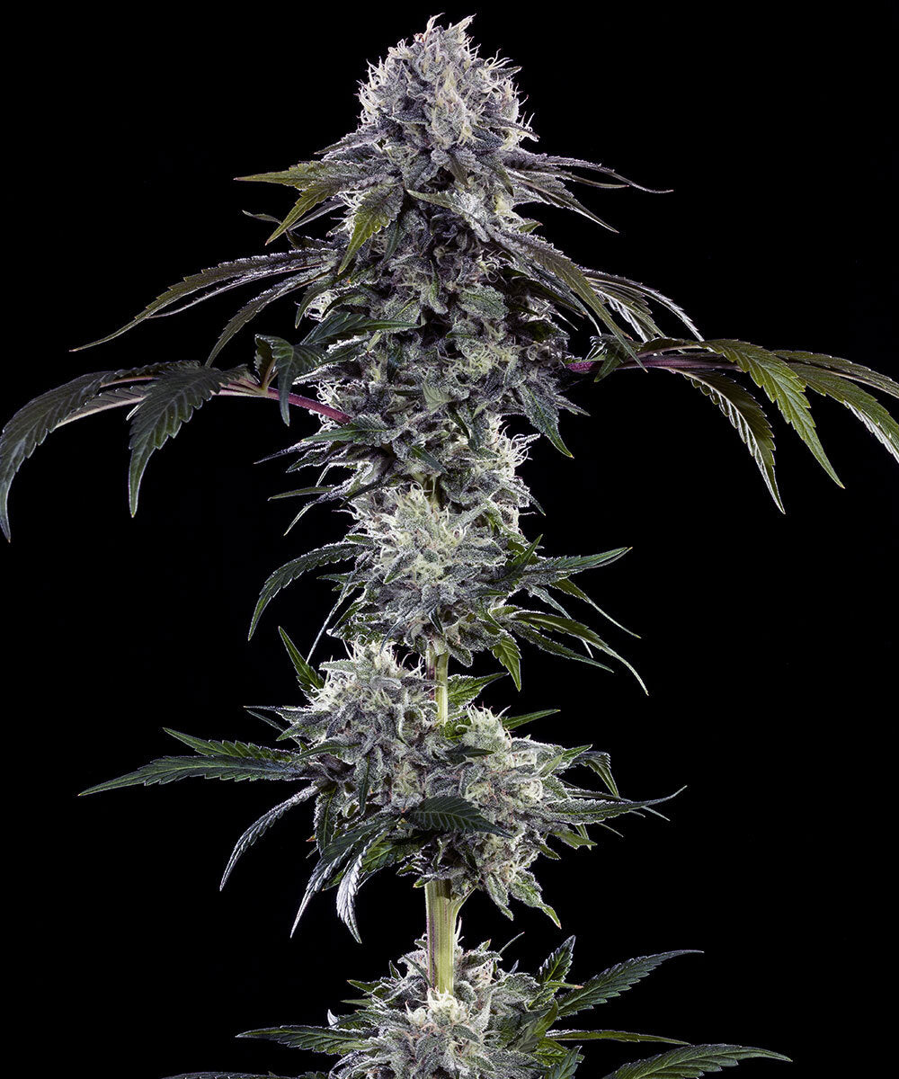 Barney's Farm - Durban Z - Precision F1 Hybrid (3er Pack)