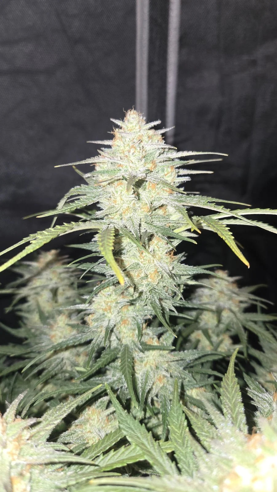 FAST BUDS - Z-UP AUTO