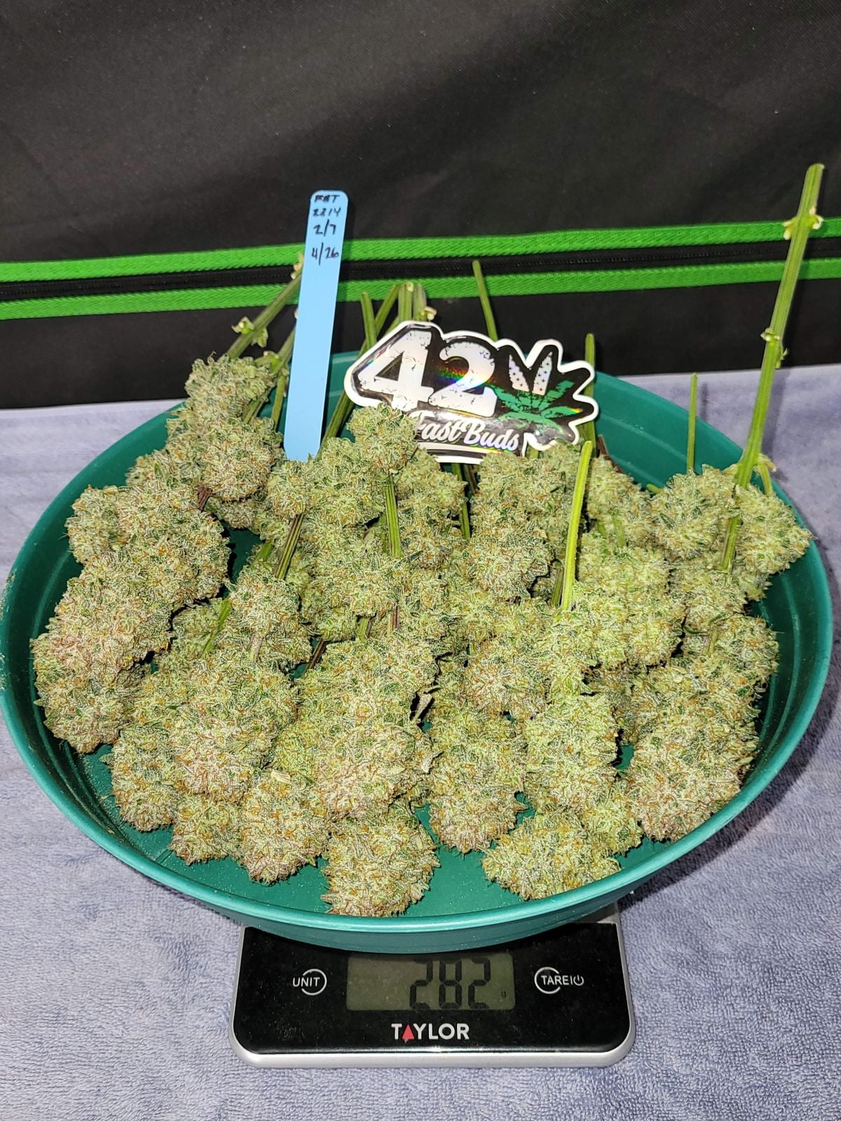 FAST BUDS - APRICOT AUTO