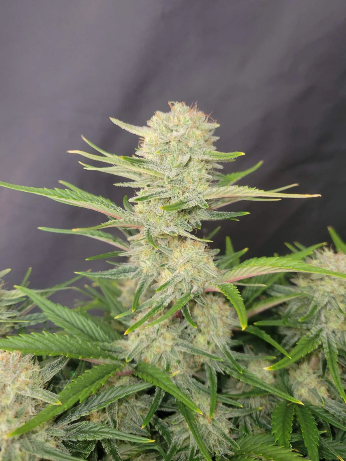 FAST BUDS - APRICOT AUTO