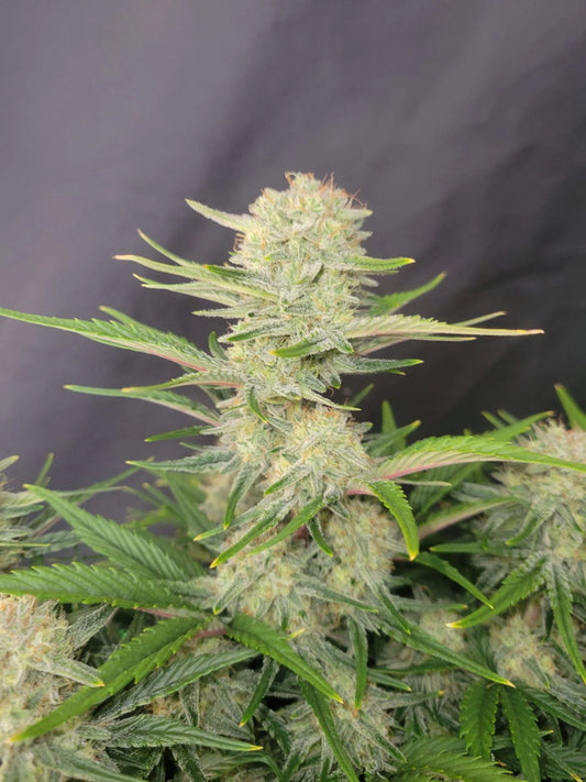FAST BUDS - APRICOT AUTO