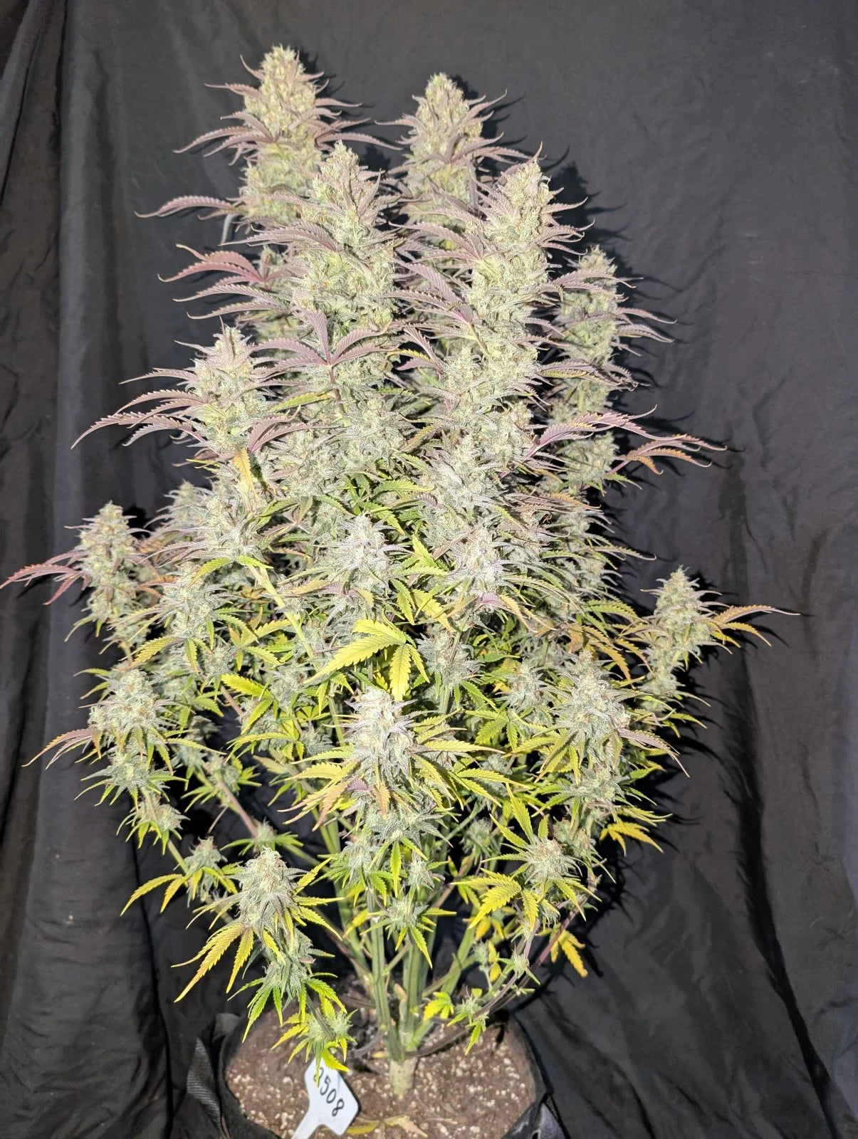 FAST BUDS - Z-UP AUTO