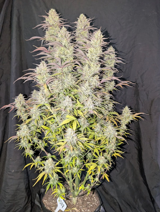 FAST BUDS - Z-UP AUTO