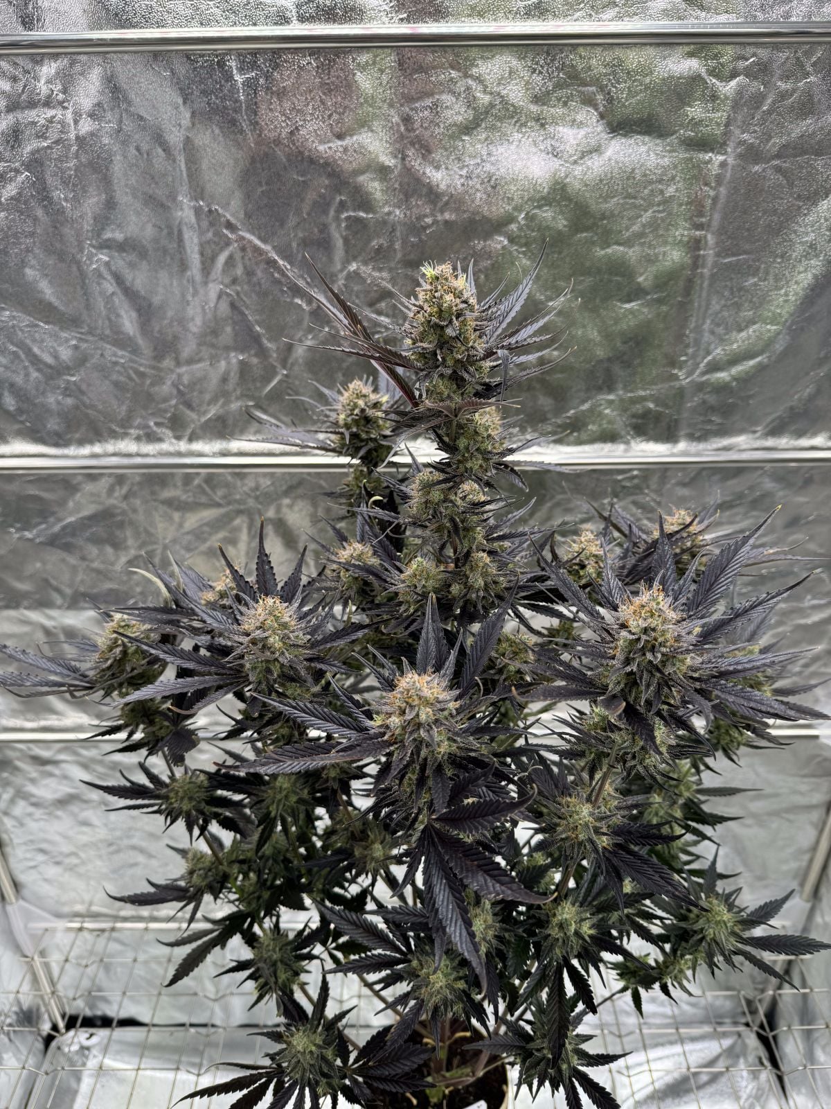 FAST BUDS - GUAVA AUTO RF3 - 5 SEEDS