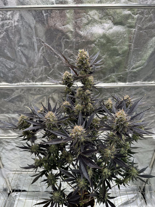 FAST BUDS - GUAVA AUTO RF3 - 5 SEEDS