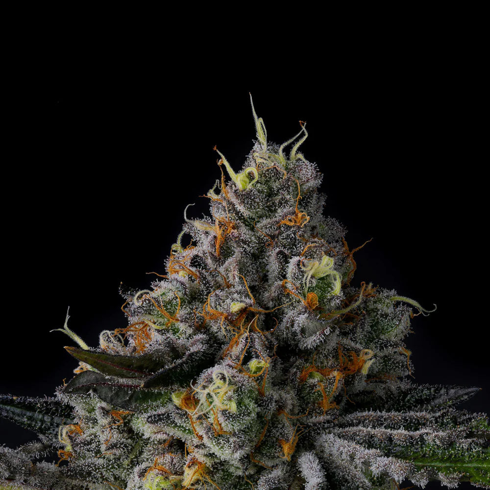 Wizard Trees Seeds - Feminisiert