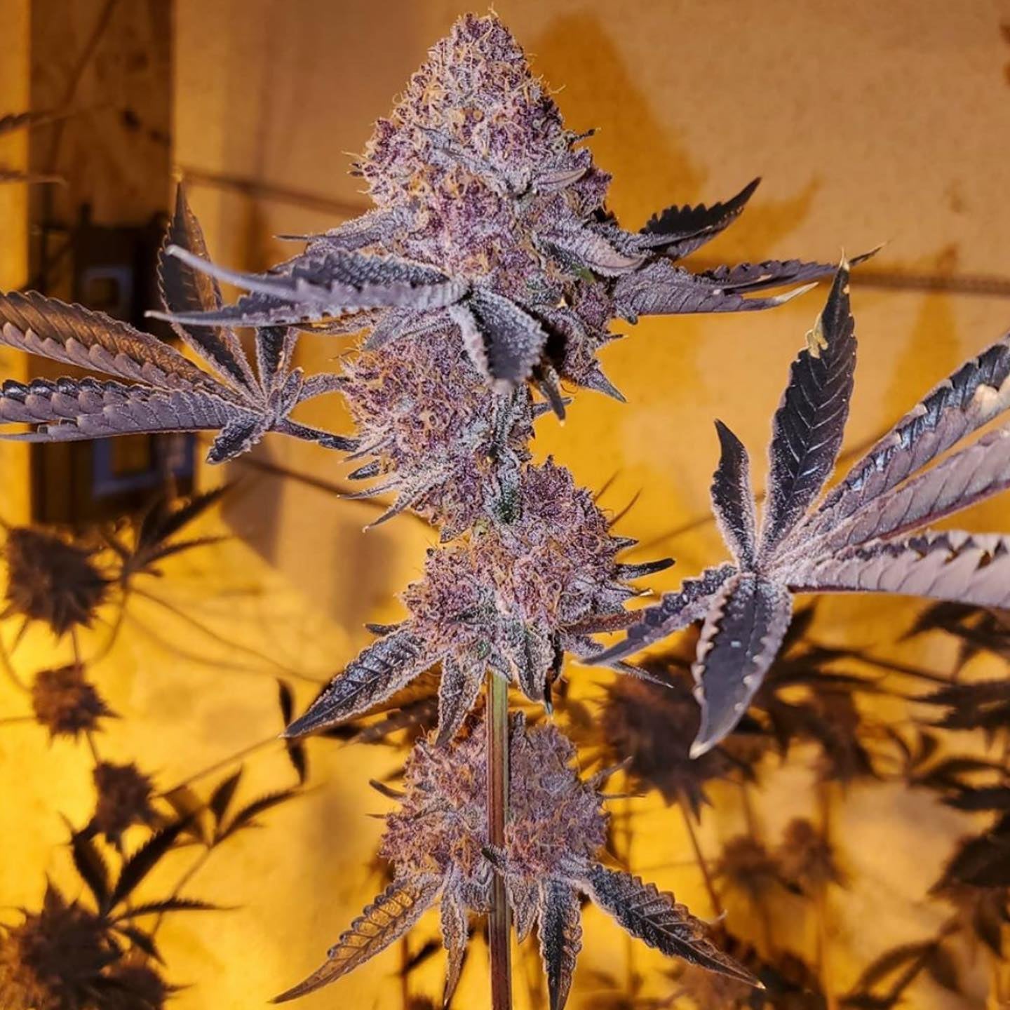 Relentless Genetics - Trop Cherry S1 (Feminisiert) 9er Pack