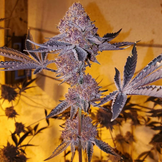 Relentless Genetics - Trop Cherry S1 (Feminisiert) 9er Pack