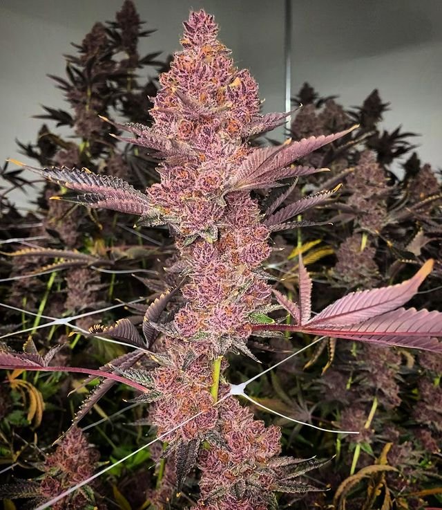 Relentless Genetics - Trop Cherry S1 (Feminisiert) 9er Pack