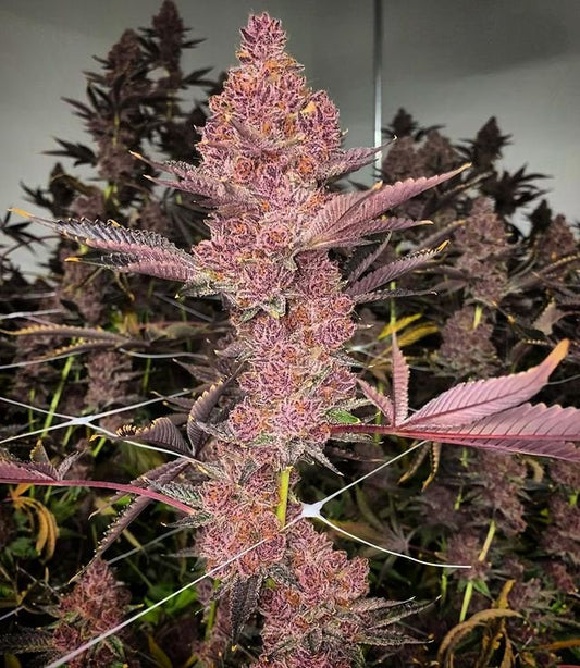 Relentless Genetics - Trop Cherry S1 (Feminisiert) 9er Pack