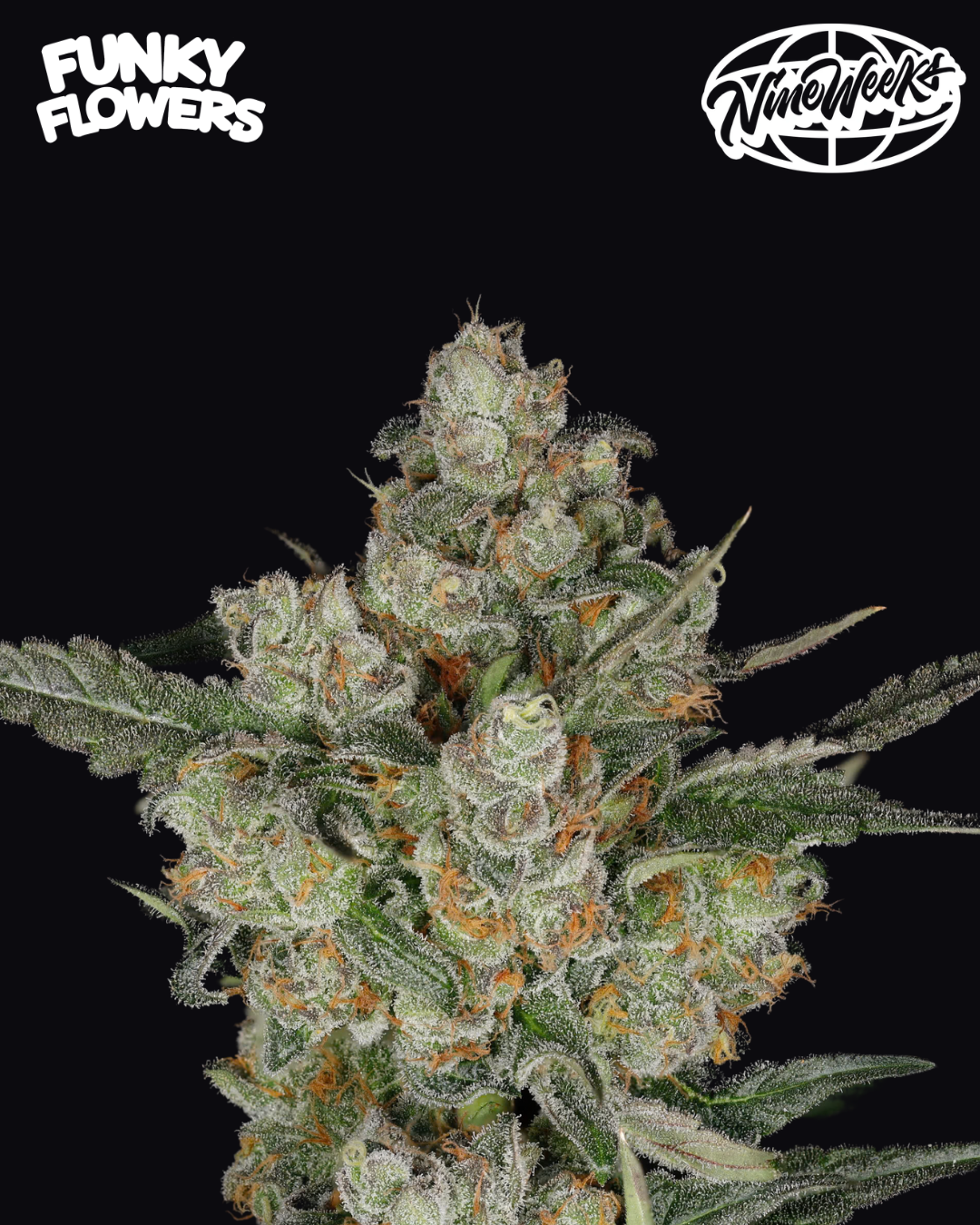 Nine Weeks Harvest - Jackfroot 3er Pack (Feminisiert)