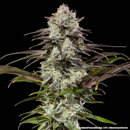 Barney's Farm - London Pound Cake - Precision F1 Hybrid (3er Pack)