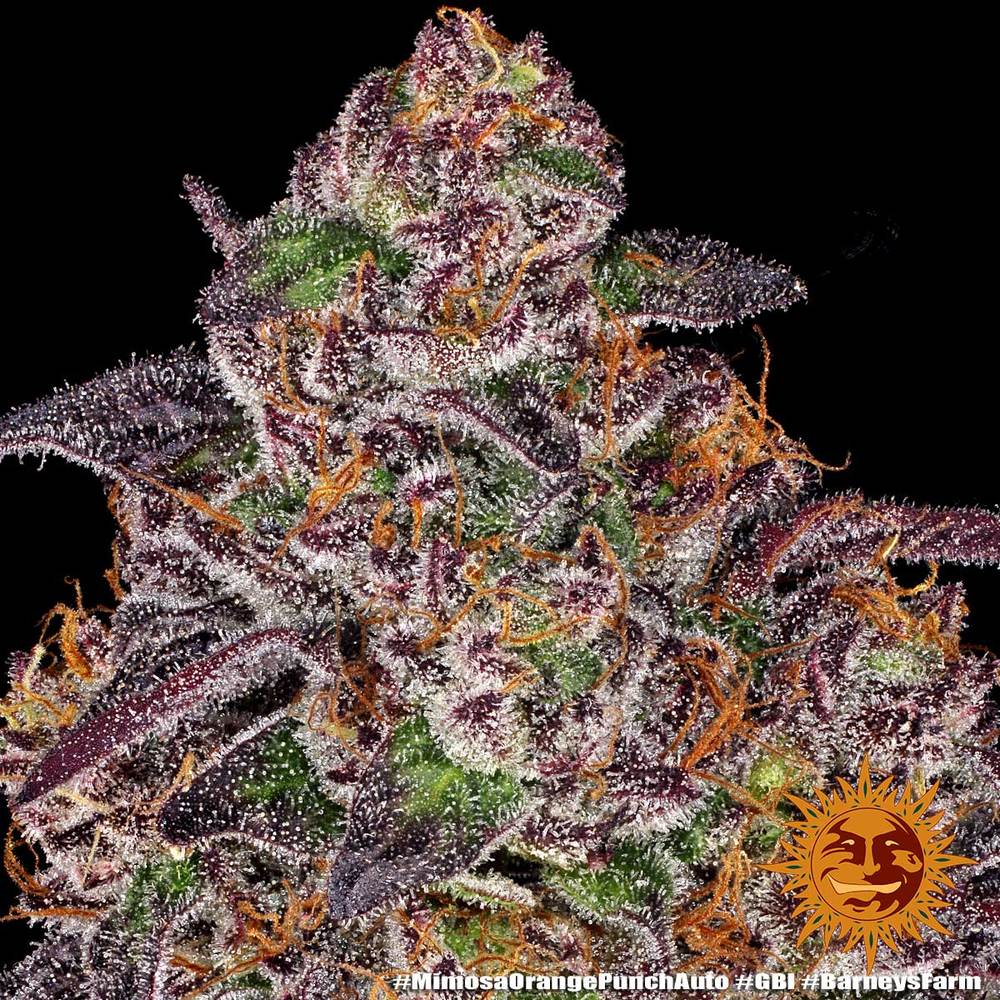 Barney's Farm - Mimosa x Orange Punch Auto - 3 Seeds