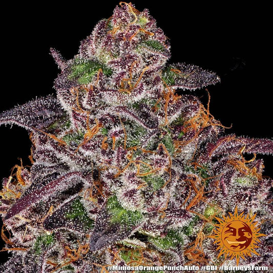 Barney's Farm - Mimosa x Orange Punch Auto - 3 Seeds