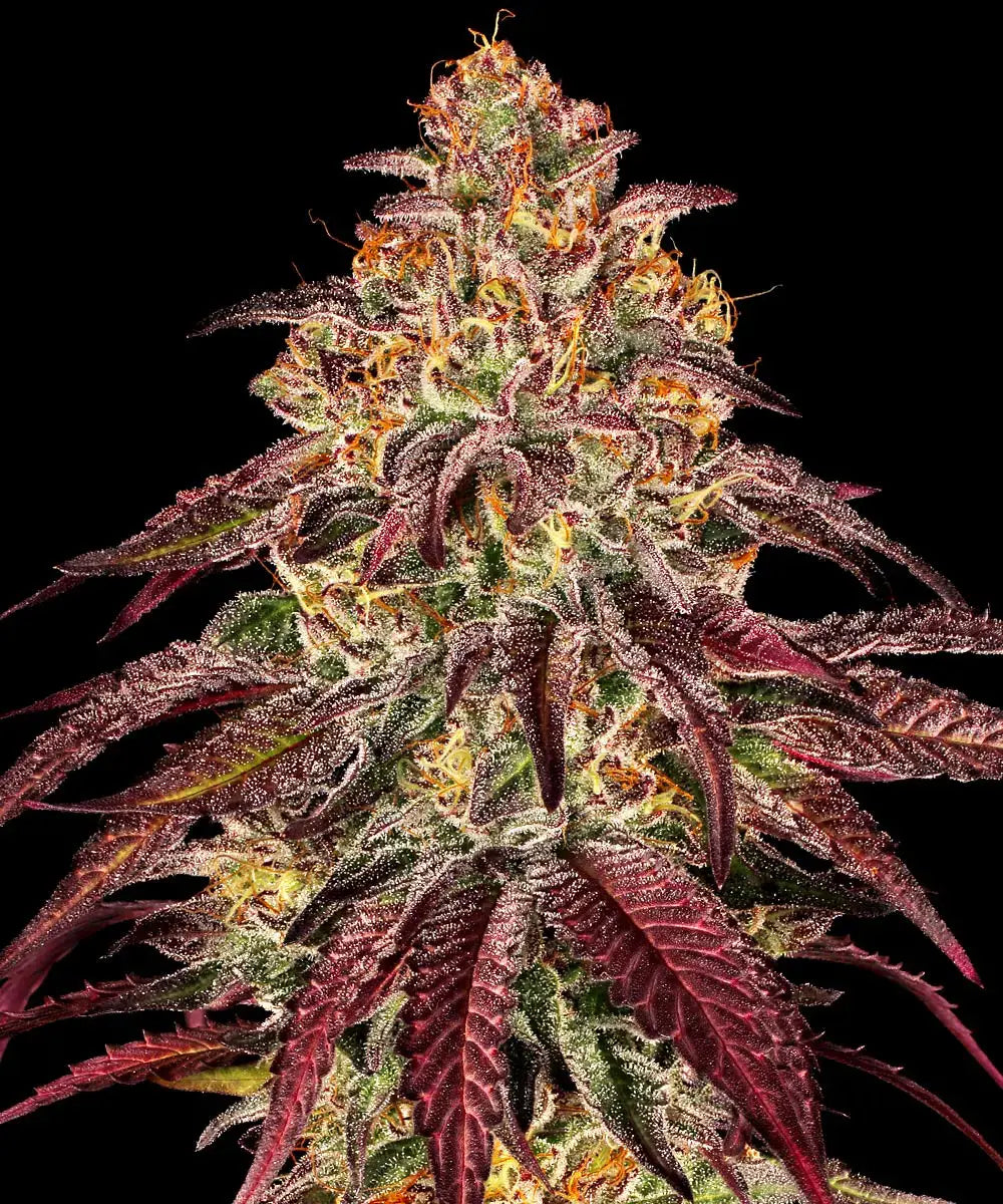 Barney's Farm - Mimosa x Orange Punch Auto - 3 Seeds