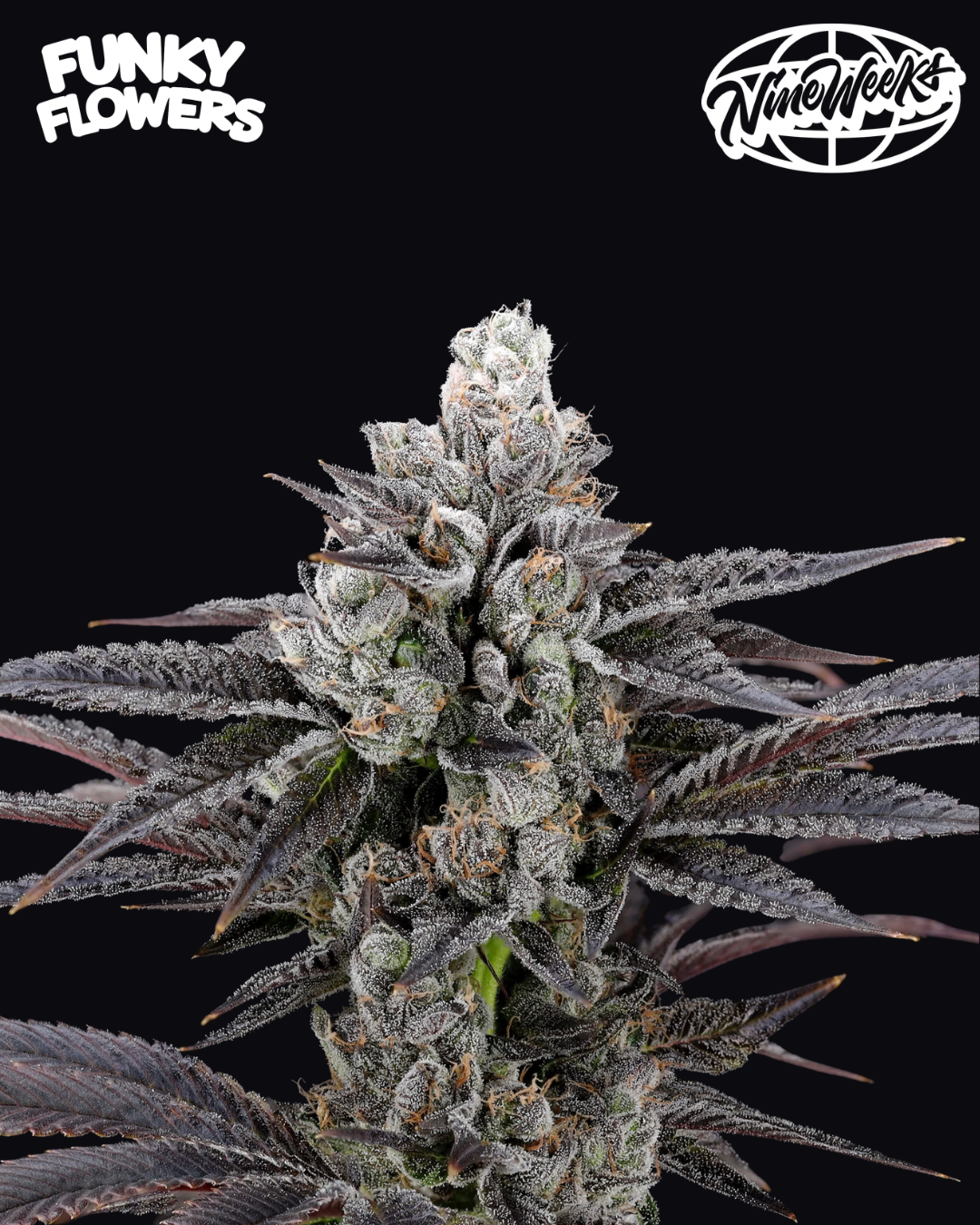 Nine Weeks Harvest - Mylar Blues 3er Pack (Feminisiert)