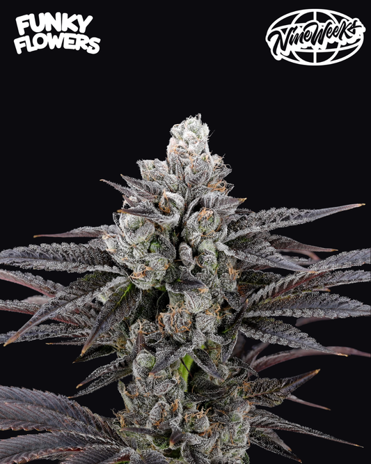 Nine Weeks Harvest - Mylar Blues 3er Pack (Feminisiert)