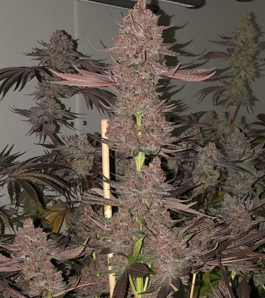 Relentless Genetics - Nvthis Fem. Seeds