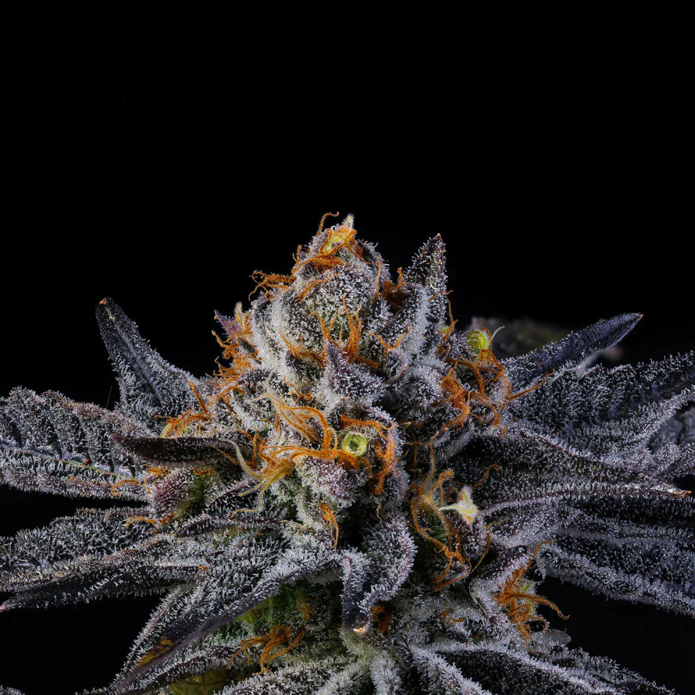 Wizard Trees Seeds - Feminisiert