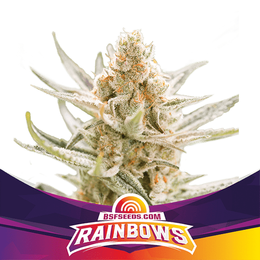 BSF Seeds - RAINBOWS 2er Pack Fem.
