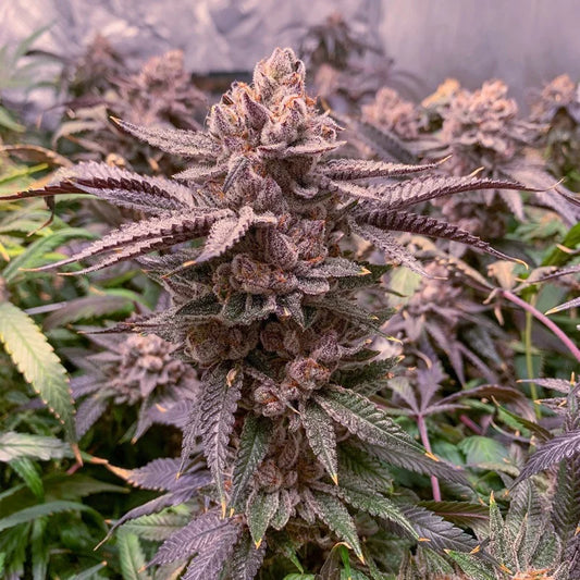 DUTCH PASSION - SLUSH MINT CAKE ® FEM - 3 Seeds