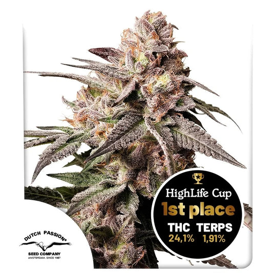 DUTCH PASSION - SLUSH MINT CAKE ® FEM - 3 Seeds