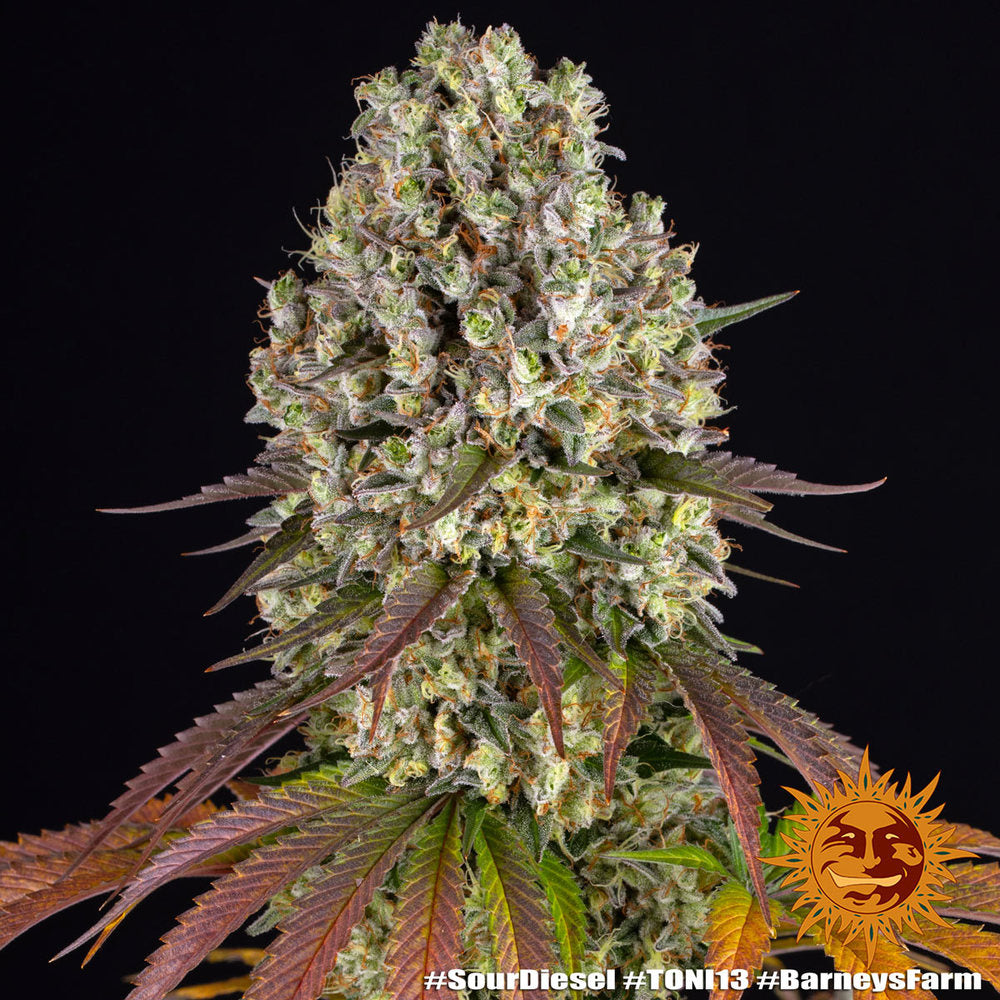 Barneys Farm - Sour Diesel 5 Seeds