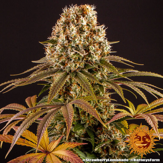 BARNEY'S FARM - STRAWBERRY LEMONADE FEMINIZED - 3 SEEDS