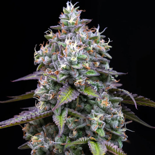 Barneys Farm - Zoap ( Fem.) 3er Pack