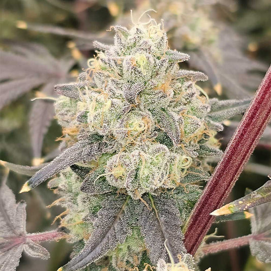 Karma Genetics - Zowahh Fresca - Fem. 6 Seeds